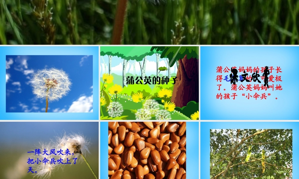 二年级语文上册《蒲公英的种子》课件3 语文A版-语文A版小学二年级上册语文课件
