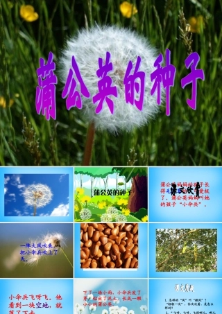 二年级语文上册《蒲公英的种子》课件3 语文A版-语文A版小学二年级上册语文课件