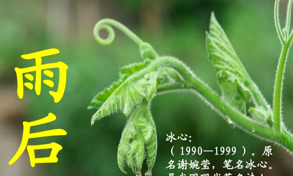 二年级语文下册 第3单元 9《雨后》课件3 语文S版-语文S版小学二年级下册语文课件