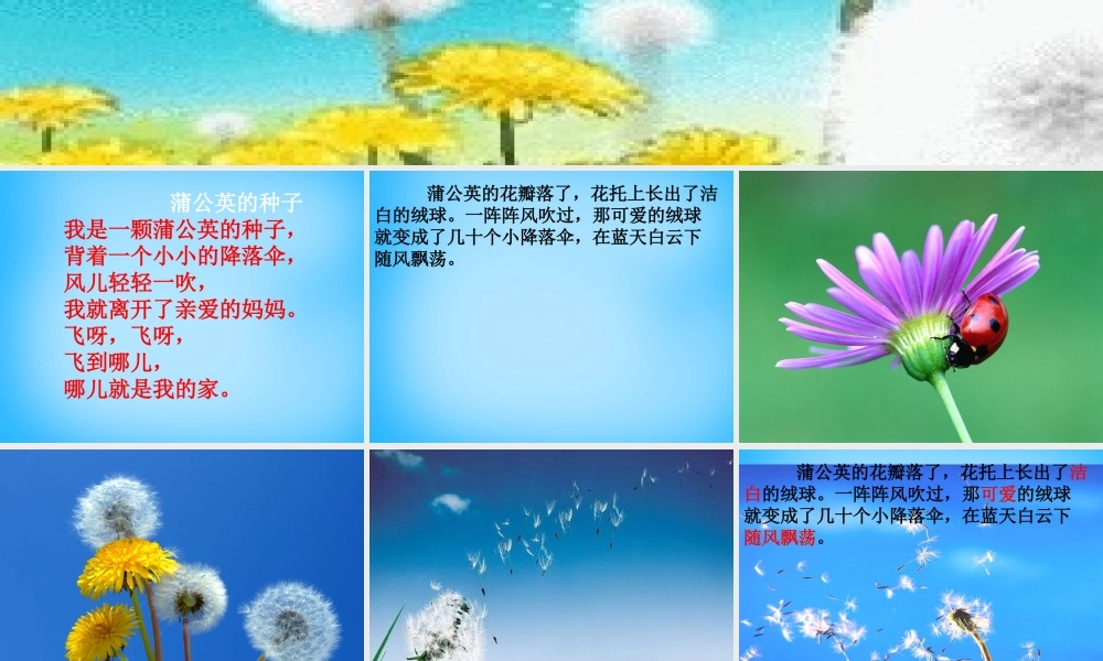 二年级语文上册《蒲公英的种子》课件4 语文A版-语文A版小学二年级上册语文课件