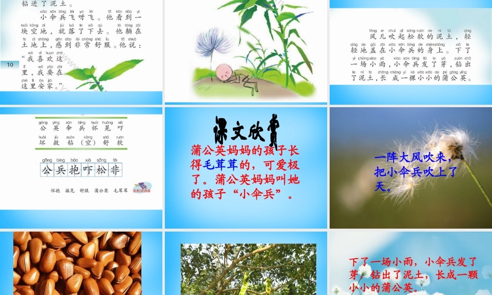 二年级语文上册《蒲公英的种子》课件5 语文A版-语文A版小学二年级上册语文课件