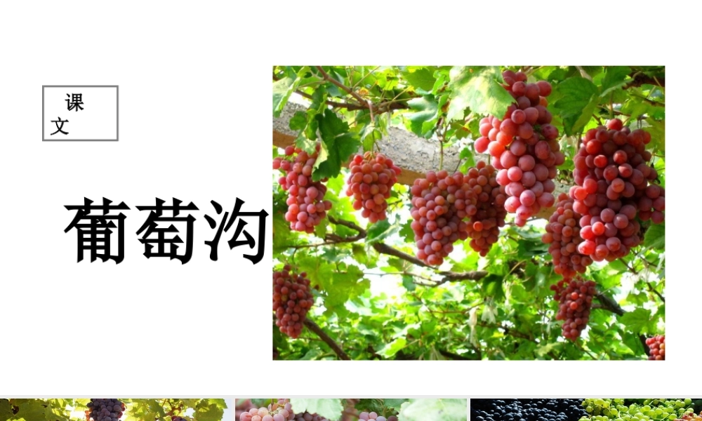 二年级语文上册 课文3 11《葡萄沟》课堂教学课件1 新人教版-新人教版小学二年级上册语文课件