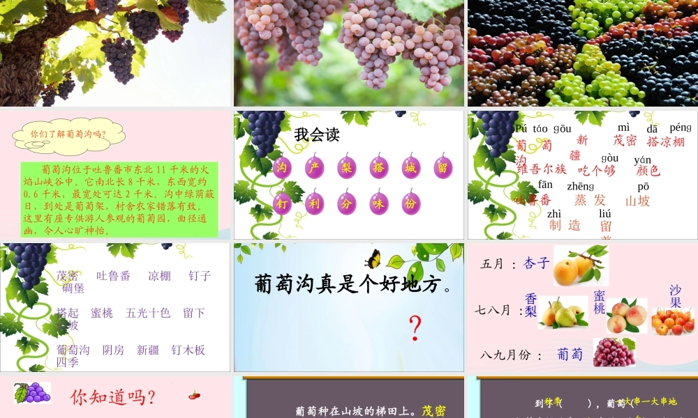 二年级语文上册 课文3 11《葡萄沟》课堂教学课件1 新人教版-新人教版小学二年级上册语文课件