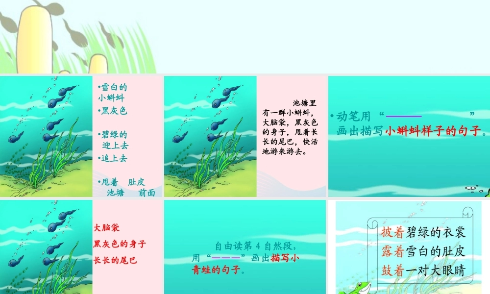 二年级语文上册 课文1 1《小蝌蚪找妈妈》课堂教学课件3 新人教版-新人教版小学二年级上册语文课件