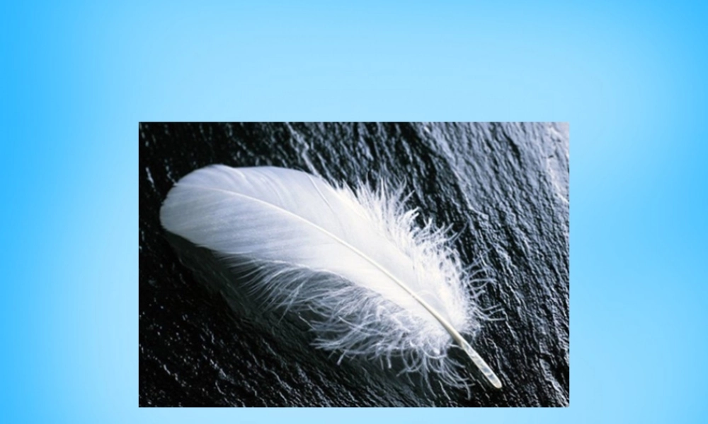 二年级语文上册《谁的羽毛》课件6 语文A版-语文A版小学二年级上册语文课件