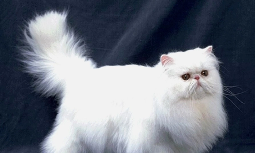 二年级语文下册 第3单元 11《找不到快乐的波斯猫》课件1 语文S版-语文S版小学二年级下册语文课件