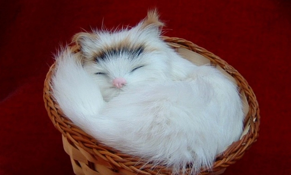 二年级语文下册 第3单元 11《找不到快乐的波斯猫》课件5 语文S版-语文S版小学二年级下册语文课件