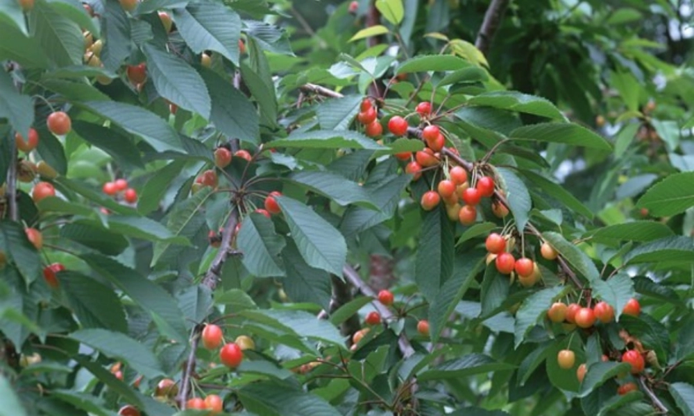 二年级语文下册 第3单元 12《猴子种树》课件3 语文S版-语文S版小学二年级下册语文课件