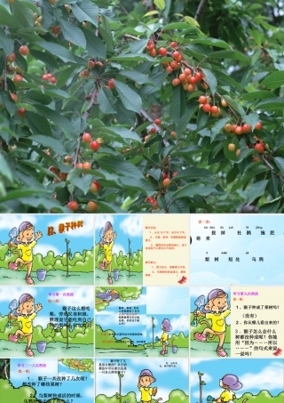 二年级语文下册 第3单元 12《猴子种树》课件3 语文S版-语文S版小学二年级下册语文课件