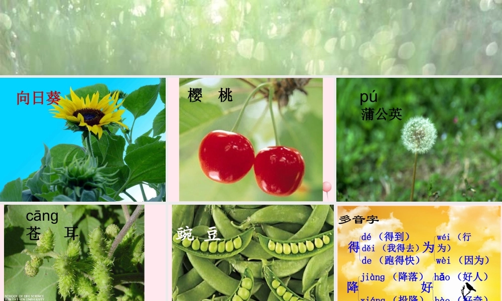 二年级语文上册 课文1 3《植物妈妈有办法》课堂教学课件 新人教版-新人教版小学二年级上册语文课件