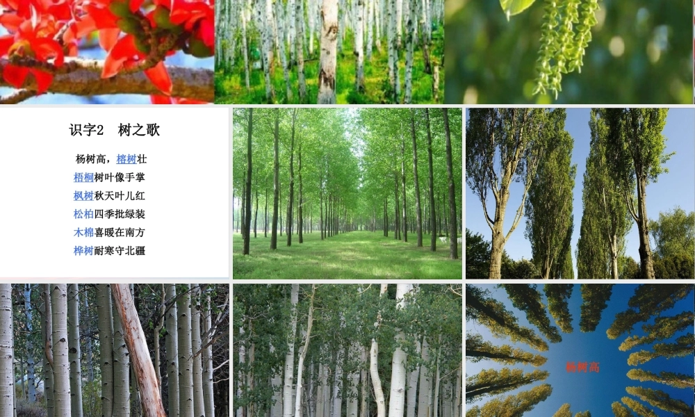 二年级语文上册 识字 2《树之歌》课堂教学课件3 新人教版-新人教版小学二年级上册语文课件