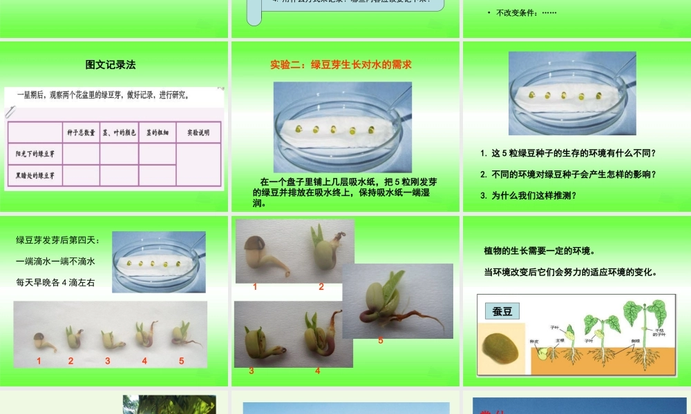 五年级科学上册 1.3 观察绿豆芽的生长课件1 教科版-教科版小学五年级上册自然科学课件