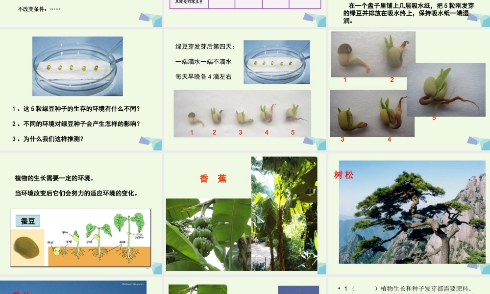 五年级科学上册 1.3 观察绿豆芽的生长课件2 教科版-教科版小学五年级上册自然科学课件