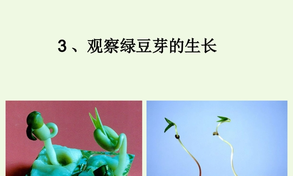 五年级科学上册 1.3 观察绿豆芽的生长课件3 教科版-教科版小学五年级上册自然科学课件