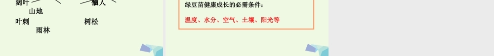 五年级科学上册 1.3 观察绿豆芽的生长课件3 教科版-教科版小学五年级上册自然科学课件