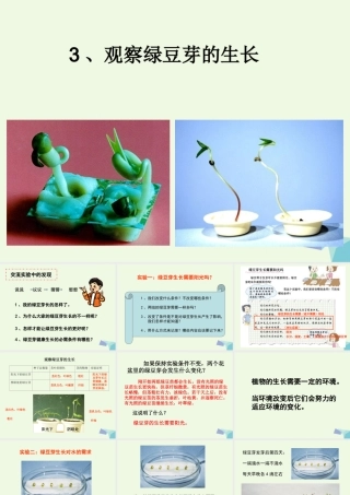 五年级科学上册 1.3 观察绿豆芽的生长课件3 教科版-教科版小学五年级上册自然科学课件
