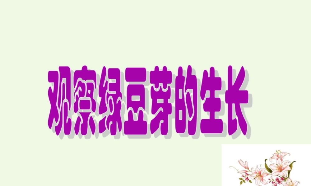 五年级科学上册 1.3 观察绿豆芽的生长课件4 教科版-教科版小学五年级上册自然科学课件