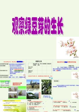 五年级科学上册 1.3 观察绿豆芽的生长课件4 教科版-教科版小学五年级上册自然科学课件