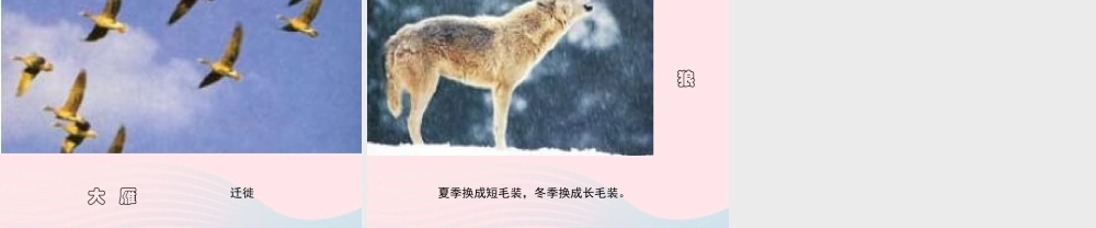 五年级科学上册 1.4《蚯蚓的选择》课件（2） 教科版-教科版小学五年级上册自然科学课件