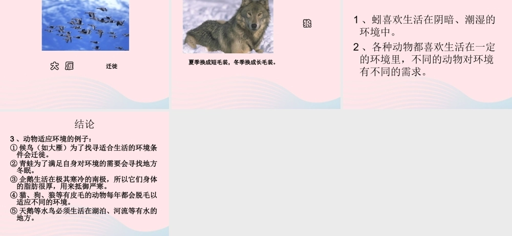 五年级科学上册 1.4《蚯蚓的选择》课件（3） 教科版-教科版小学五年级上册自然科学课件