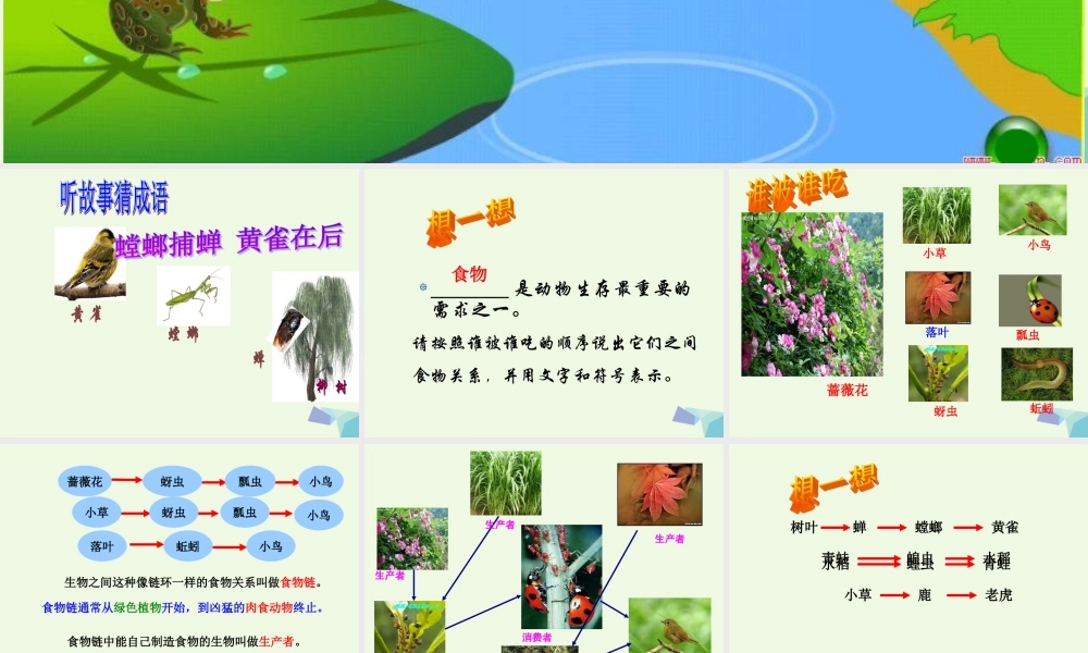 五年级科学上册 1.5 食物链和食物网课件1 教科版-教科版小学五年级上册自然科学课件