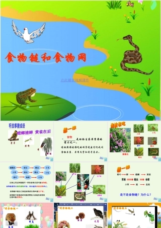 五年级科学上册 1.5 食物链和食物网课件1 教科版-教科版小学五年级上册自然科学课件