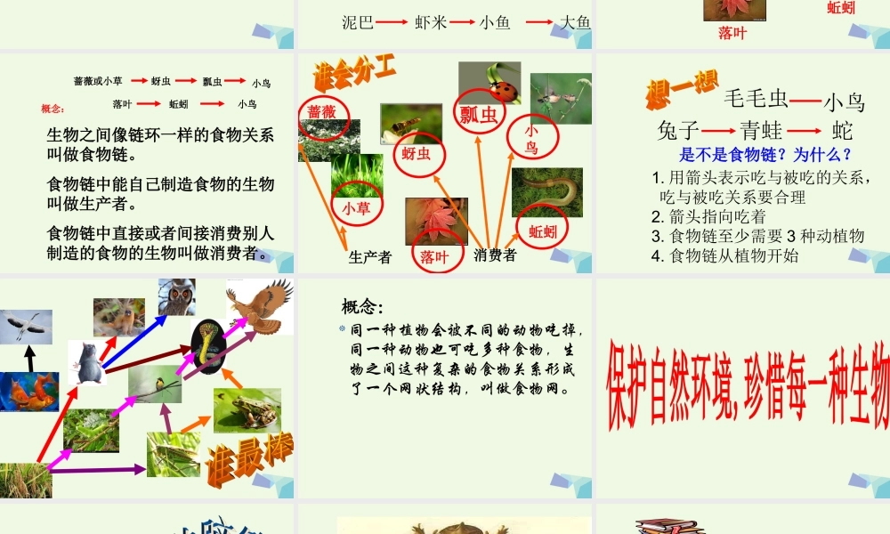 五年级科学上册 1.5 食物链和食物网课件2 教科版-教科版小学五年级上册自然科学课件