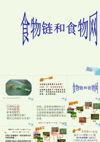 五年级科学上册 1.5 食物链和食物网课件2 教科版-教科版小学五年级上册自然科学课件