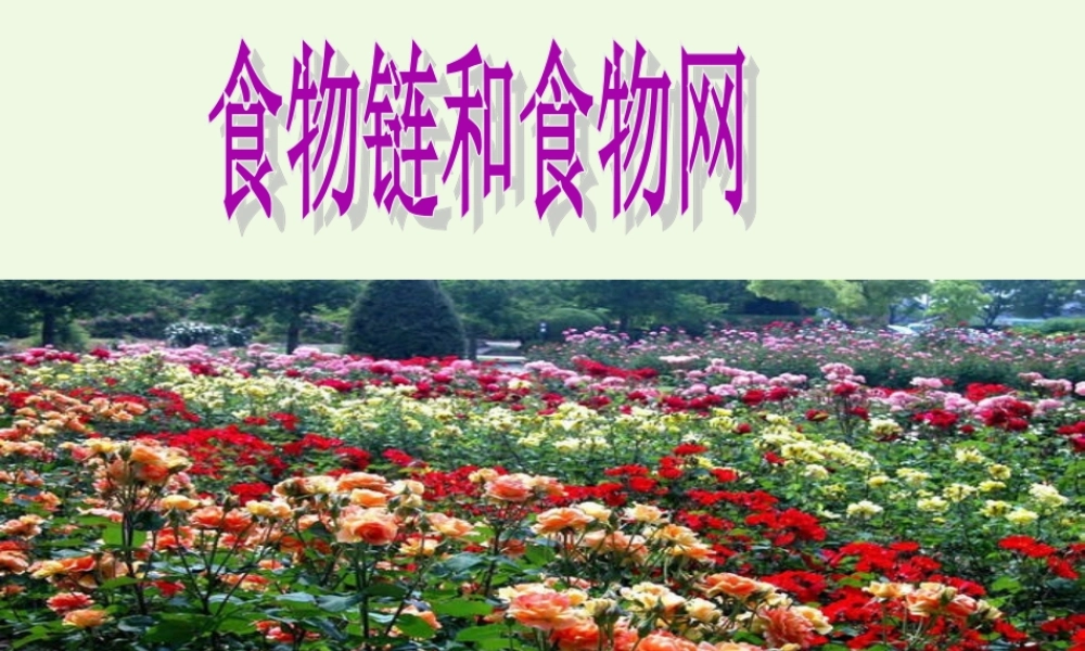 五年级科学上册 1.5 食物链和食物网课件3 教科版-教科版小学五年级上册自然科学课件