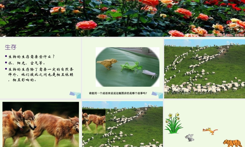 五年级科学上册 1.5 食物链和食物网课件3 教科版-教科版小学五年级上册自然科学课件