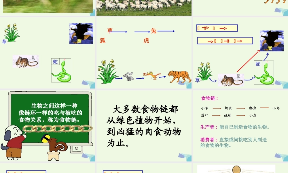 五年级科学上册 1.5 食物链和食物网课件3 教科版-教科版小学五年级上册自然科学课件