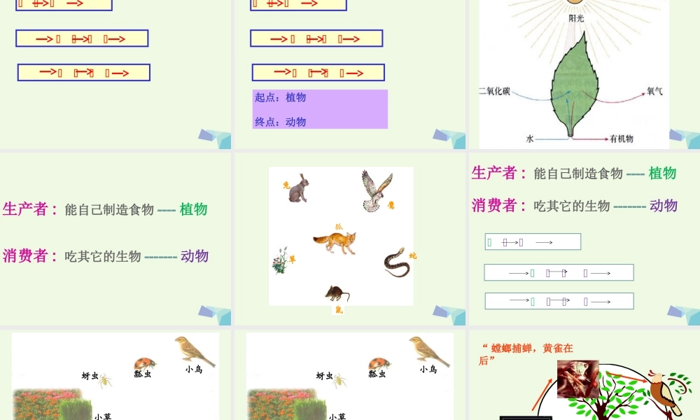 五年级科学上册 1.5 食物链和食物网课件3 教科版-教科版小学五年级上册自然科学课件