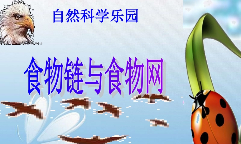 五年级科学上册 1.5 食物链和食物网课件5 教科版-教科版小学五年级上册自然科学课件