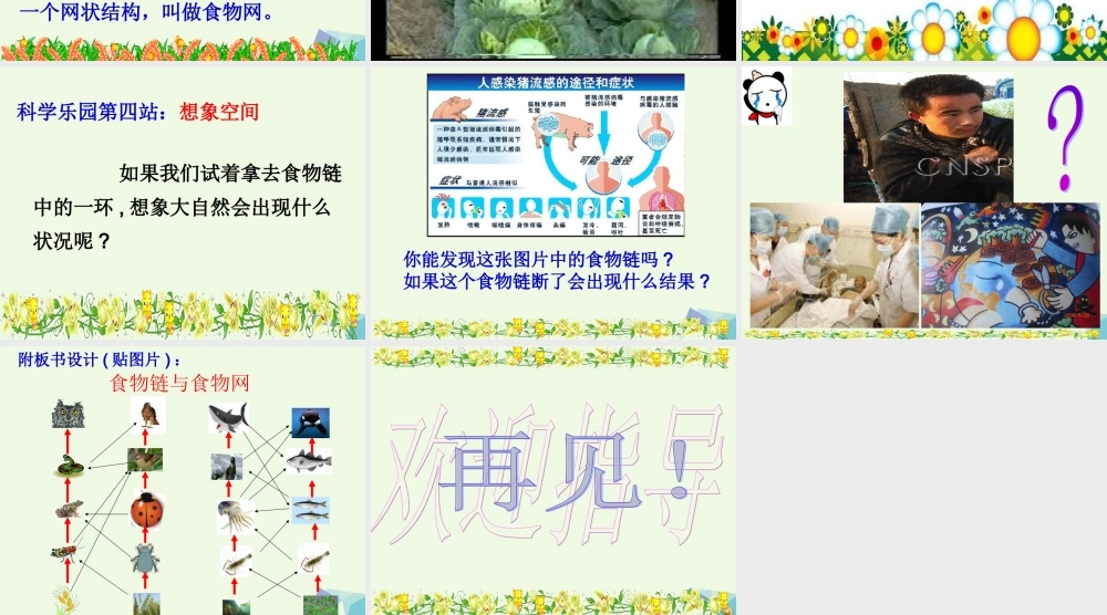 五年级科学上册 1.5 食物链和食物网课件5 教科版-教科版小学五年级上册自然科学课件