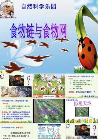 五年级科学上册 1.5 食物链和食物网课件5 教科版-教科版小学五年级上册自然科学课件
