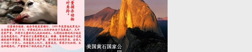 五年级科学上册 1.8《维护生态平衡》课件（2） 教科版-教科版小学五年级上册自然科学课件