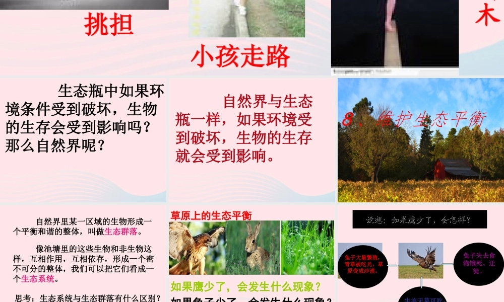 五年级科学上册 1.8《维护生态平衡》课件（5） 教科版-教科版小学五年级上册自然科学课件