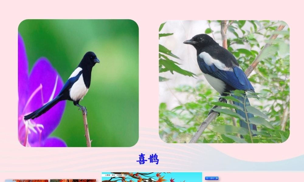 二年级语文下册 课文（三）9《枫树上的喜鹊》教学课件 新人教版-新人教级下册语文课件