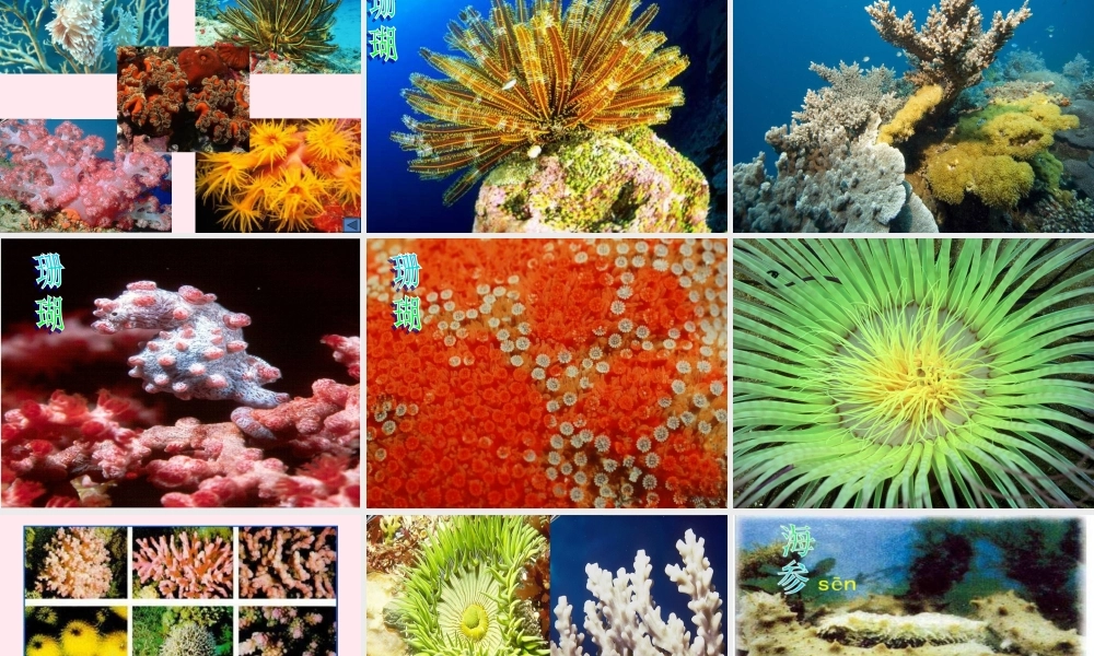 二年级语文下册 第六单元 第25课《可爱的西沙群岛》课件1 语文S版-语文S版小学二年级下册语文课件