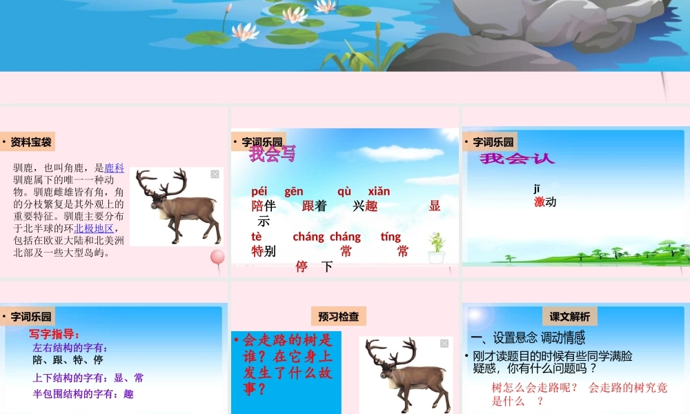 二年级语文下册 阅读六 第12课《会走路的树》课件 教科版-教科版小学二年级下册语文课件