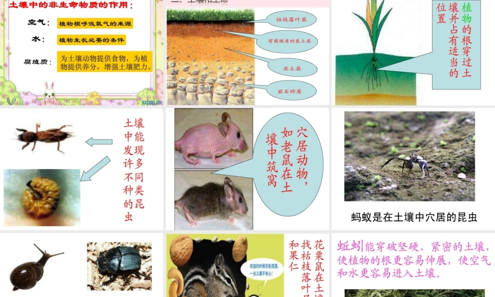 五年级科学上册 3.4《土壤中有什么》课件（4） 教科版-教科版小学五年级上册自然科学课件