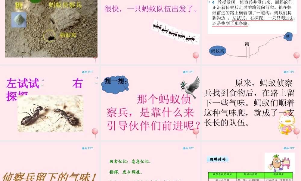 二年级语文下册 第三单元 第6课《蚂蚁的队伍》课件 湘教版-湘教版小学二年级下册语文课件