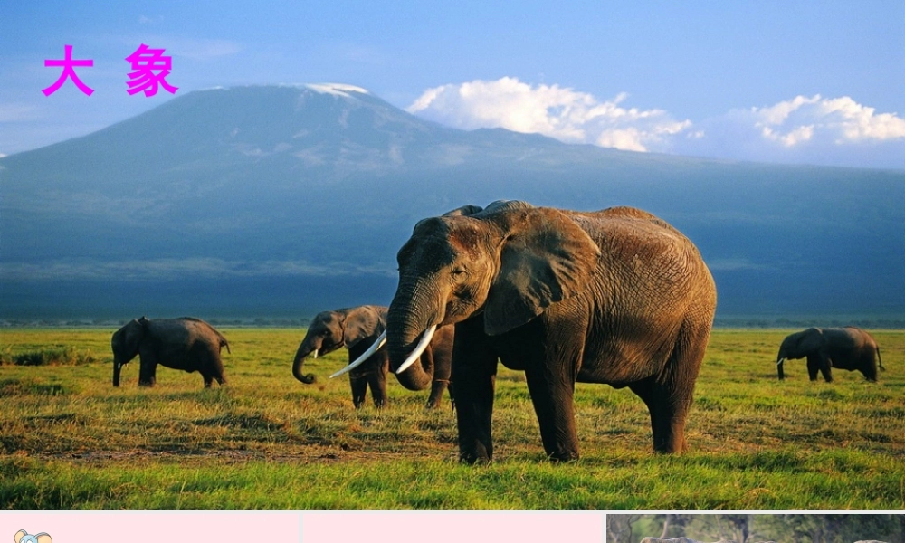 二年级语文下册 课文6 19《大象的耳朵》教学课件2 新人教版-新人教版小学二年级下册语文课件