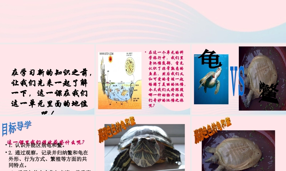 五年级科学上册 第10课《龟和鳖》课件（1） 鄂教版-鄂教版小学五年级上册自然科学课件