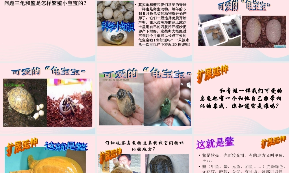 五年级科学上册 第10课《龟和鳖》课件（1） 鄂教版-鄂教版小学五年级上册自然科学课件