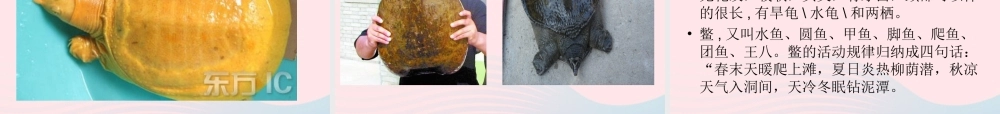 五年级科学上册 第10课《龟和鳖》课件（1） 鄂教版-鄂教版小学五年级上册自然科学课件