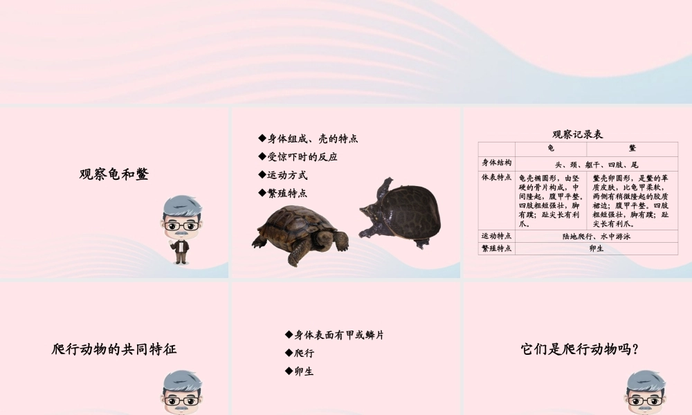 五年级科学上册 第10课《龟和鳖》课件（2） 鄂教版-鄂教版小学五年级上册自然科学课件