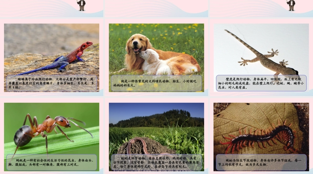 五年级科学上册 第10课《龟和鳖》课件（2） 鄂教版-鄂教版小学五年级上册自然科学课件