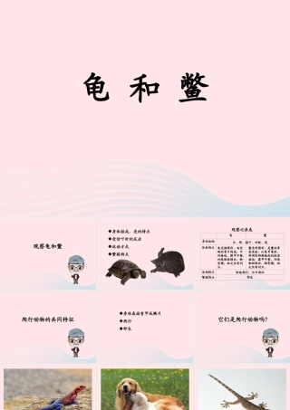 五年级科学上册 第10课《龟和鳖》课件（2） 鄂教版-鄂教版小学五年级上册自然科学课件