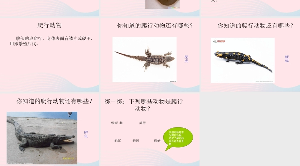 五年级科学上册 第10课《龟和鳖》课件（3） 鄂教版-鄂教版小学五年级上册自然科学课件